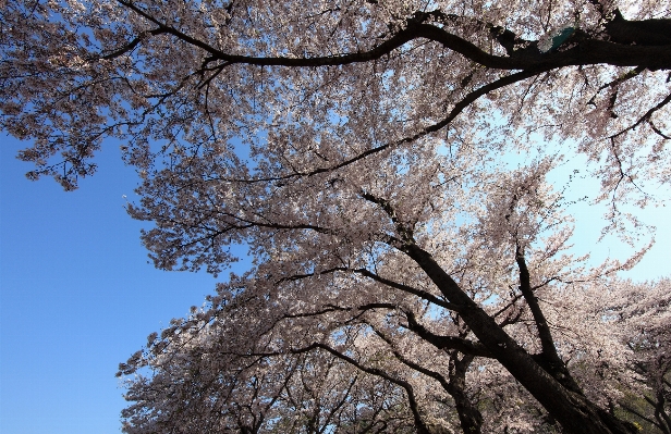 Tree branch blossom plant Photo