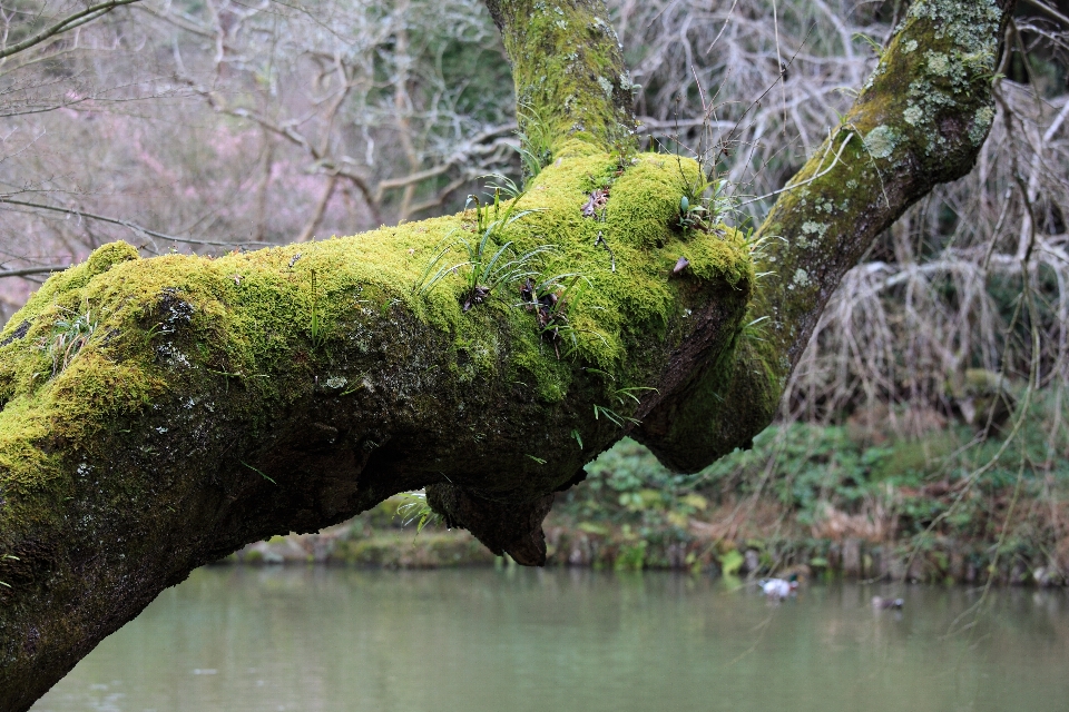 Tree forest branch plant