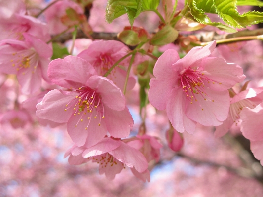 Branch blossom plant fruit Photo