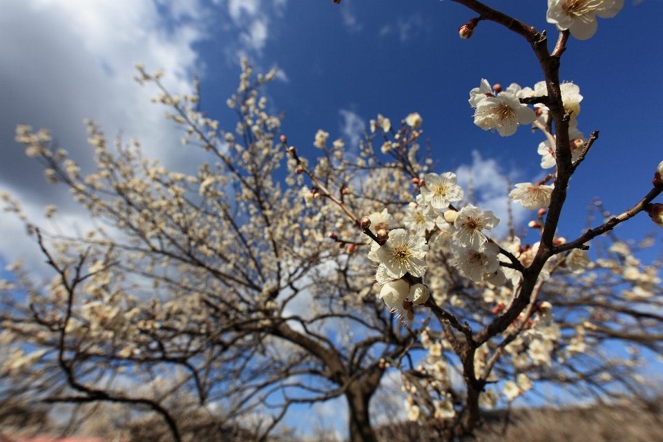 Albero natura ramo fiore