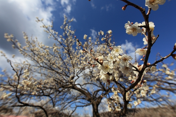 Tree nature branch blossom Photo