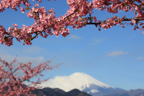 Tree branch blossom mountain Photo