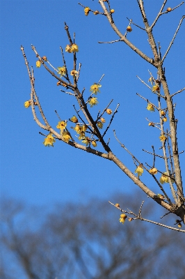 Tree nature grass branch Photo