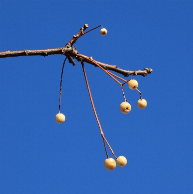 Branch plant sky flower Photo