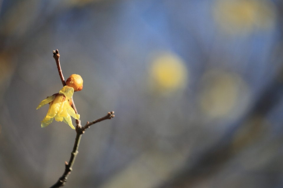 Natur zweig blüte winter