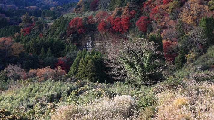 Landscape tree forest wilderness Photo