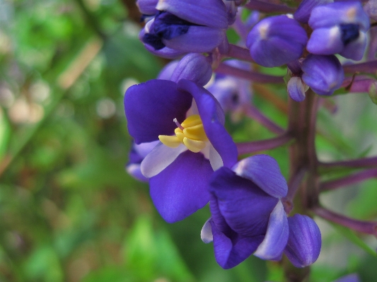 Blossom plant flower petal Photo