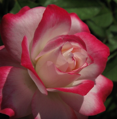 Foto Planta flor pétalo rosa