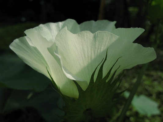 Nature plant white flower Photo