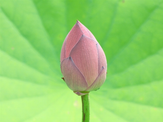 花 植物 写真撮影 葉 写真