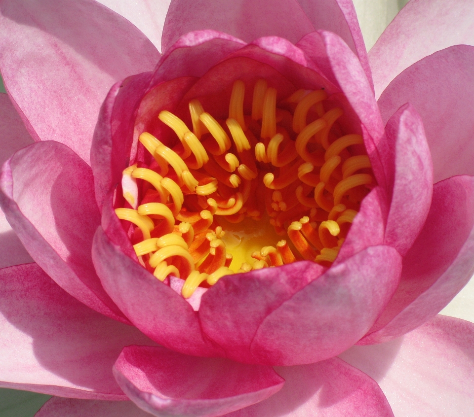 Water blossom plant flower