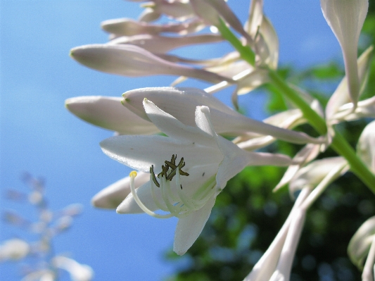 自然 ブランチ 花 植物 写真