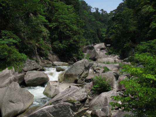 Forest rock waterfall wilderness Photo