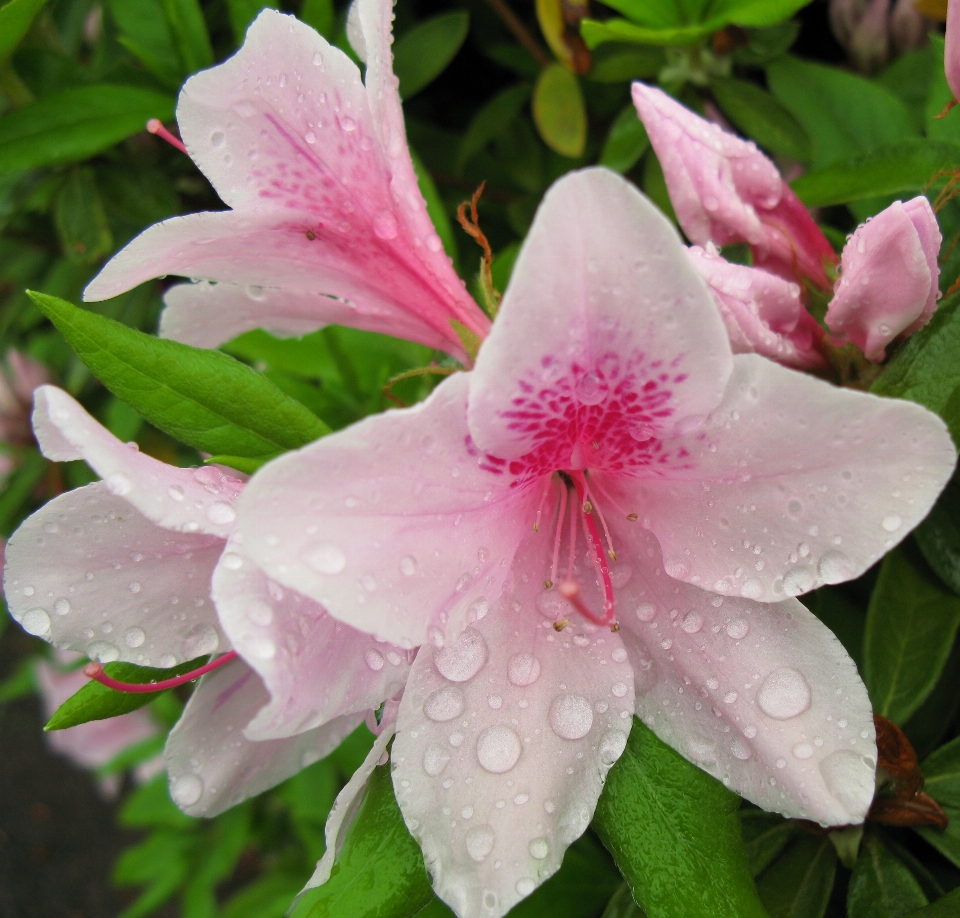 Blossom plant flower petal