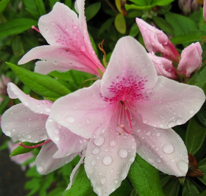 Blossom plant flower petal Photo