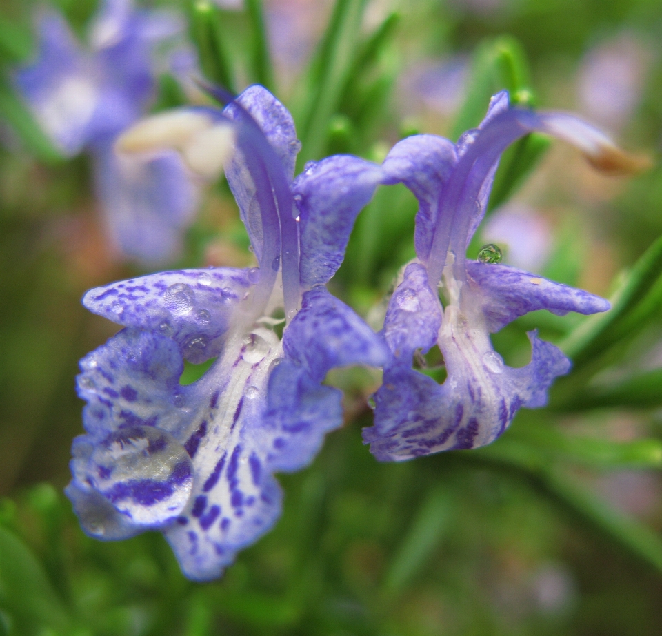 Usine fleur haut herbe