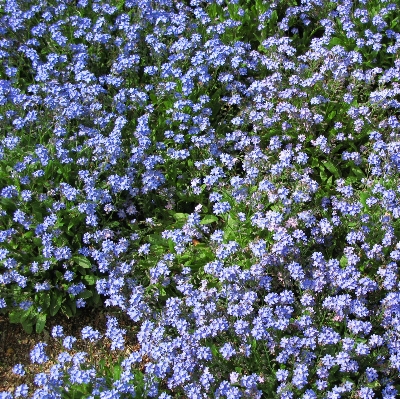 Plant meadow flower purple Photo