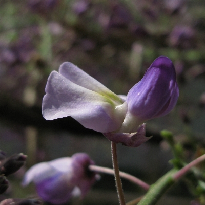 Blossom plant flower purple Photo