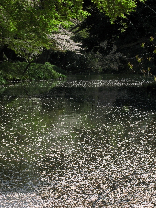 Acqua natura foresta torrente
