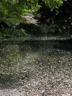 Water nature forest creek Photo