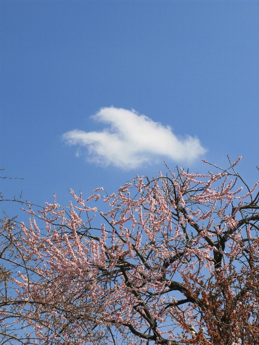 Baum zweig blüte wolke