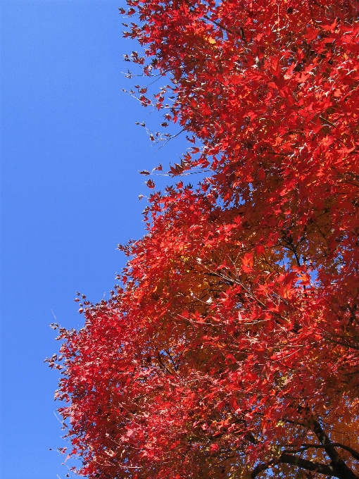 Arbre bifurquer usine ciel