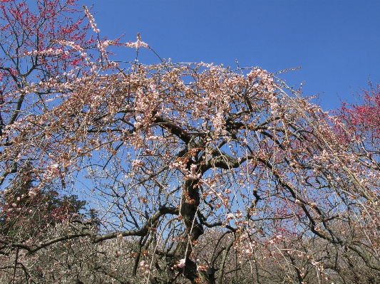 木 ブランチ 花 植物 写真