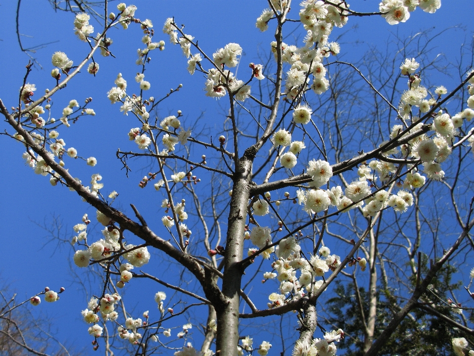 Tree branch blossom plant