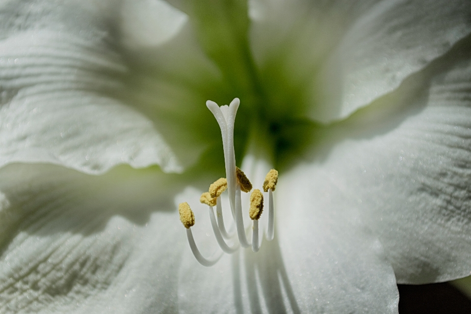 Outdoor blossom plant white