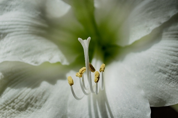 Foto All'aperto fiore pianta bianco