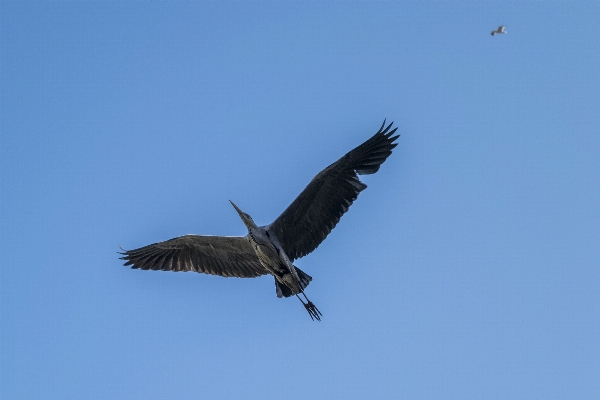 Photo Extérieur oiseau aile ciel