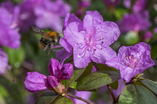 Nature outdoor blossom plant Photo