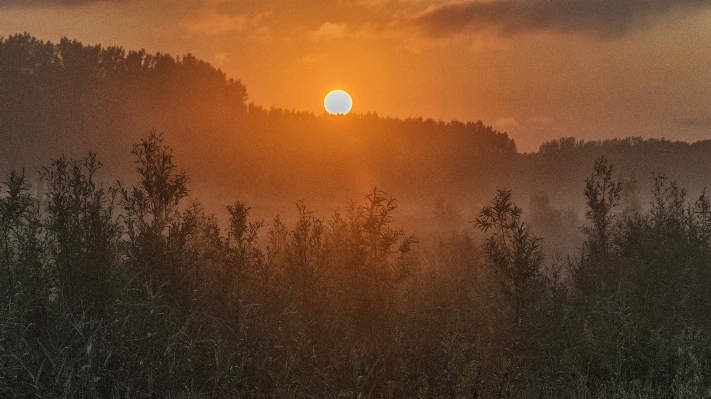 Nature forest grass outdoor Photo