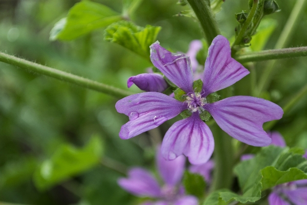 Outdoor plant flower photo Photo