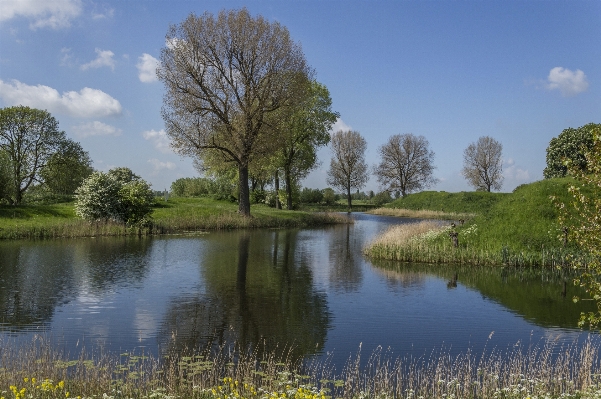 Landscape tree water nature Photo