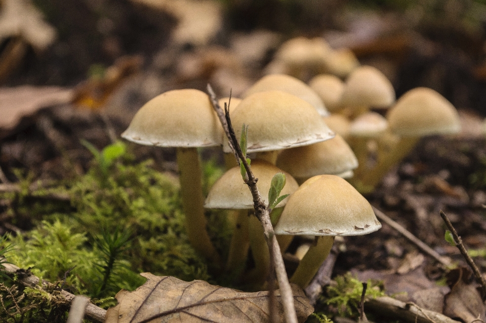 Nature forêt extérieur usine