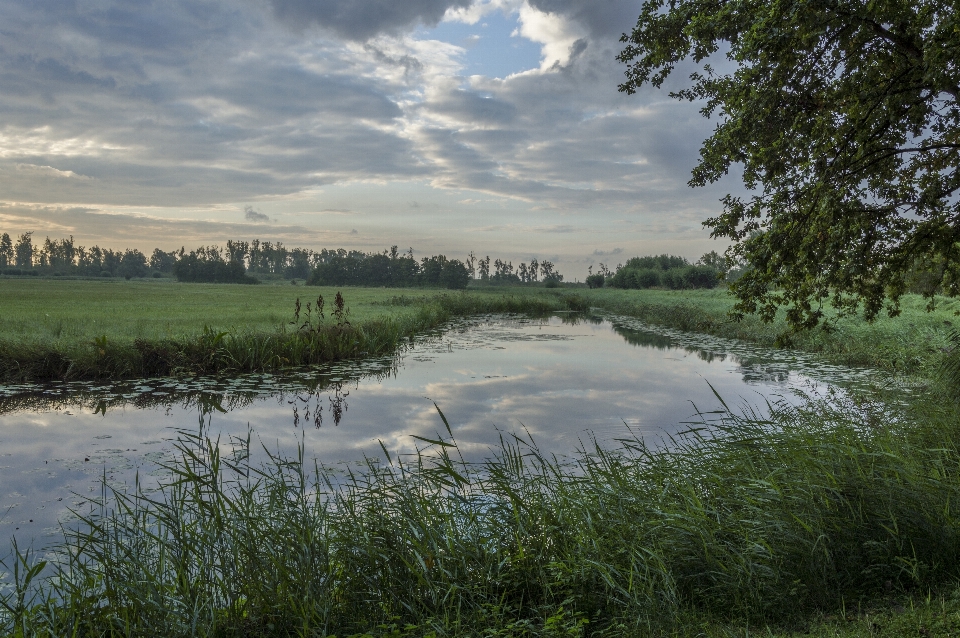 Paisagem árvore água natureza