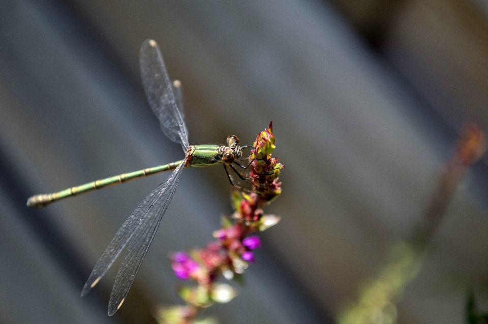 Natur draussen zweig fotografie