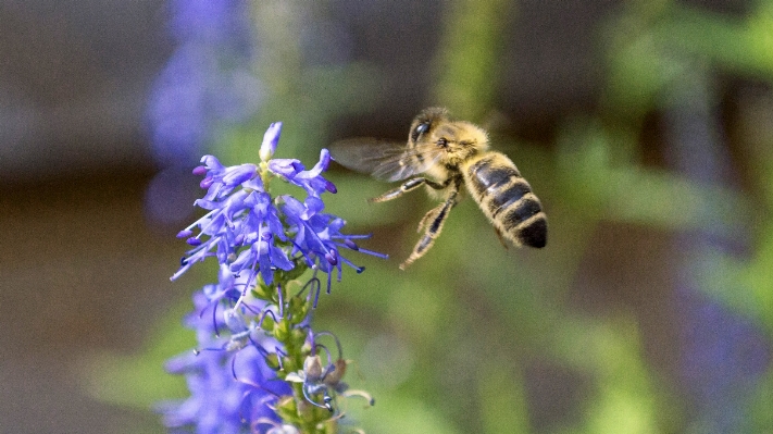 Nature outdoor photography flower Photo