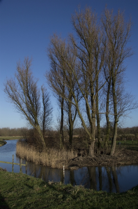 Landscape tree water nature