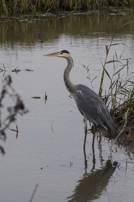 Nature outdoor bird photography Photo