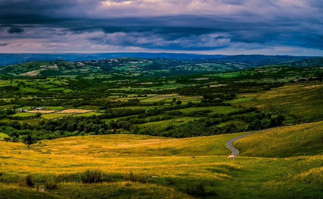 Landscape tree nature forest Photo