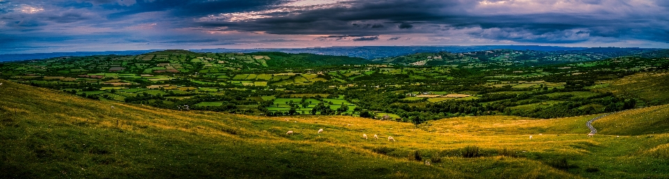 Landscape nature forest grass