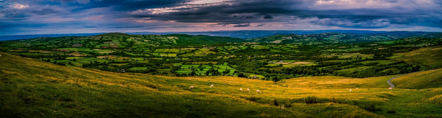 Landscape nature forest grass Photo