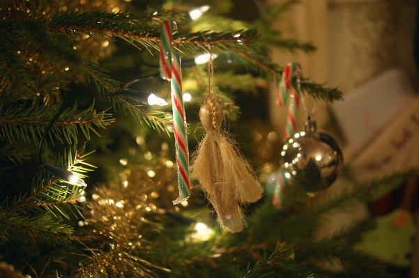 Foto Albero ramo decorazione vacanza