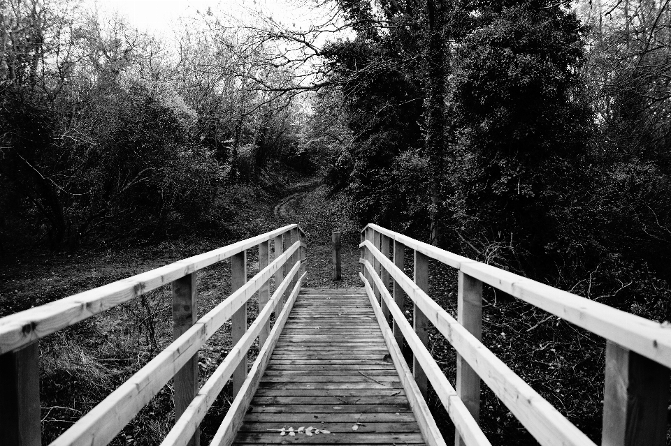 Tree nature forest black and white