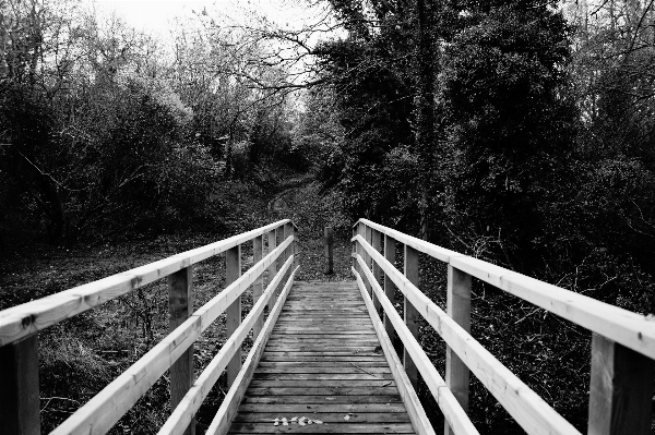 Tree nature forest black and white Photo