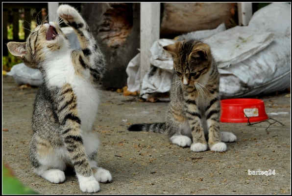 Europe cat mammal fauna Photo