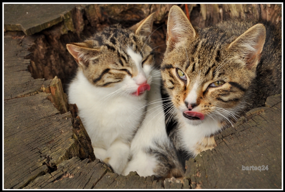 Gattino gatto mammifero fauna