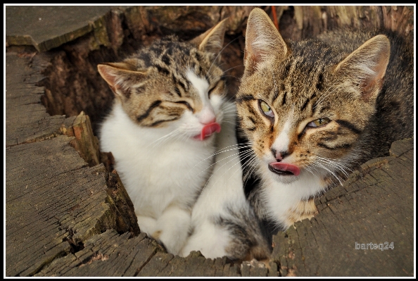 Foto Anak kucing mamalia fauna